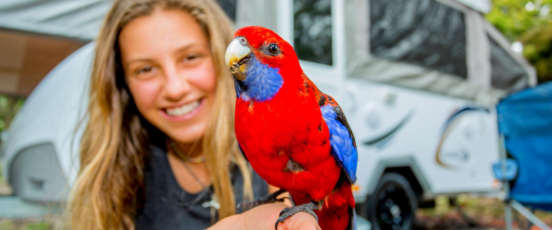 BIG4 Yarra Valley Park Lane Holiday Park - Feeding bird wildlife